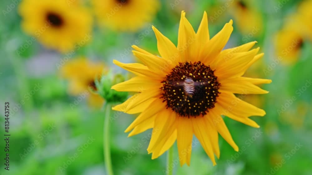 4k Sunflower in summer with bee nature concept. 4k Sunflower in summer with bee nature concept.