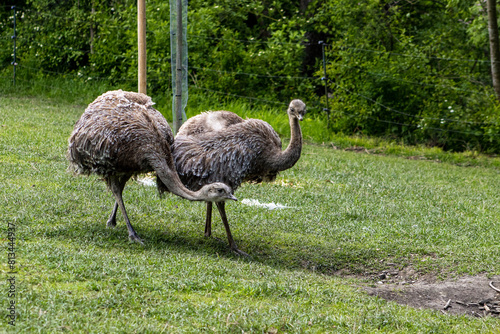 Two curious emu ostriches in a grass paddock. Large flightless bird, animal. Fast running bird, long legs, long neck