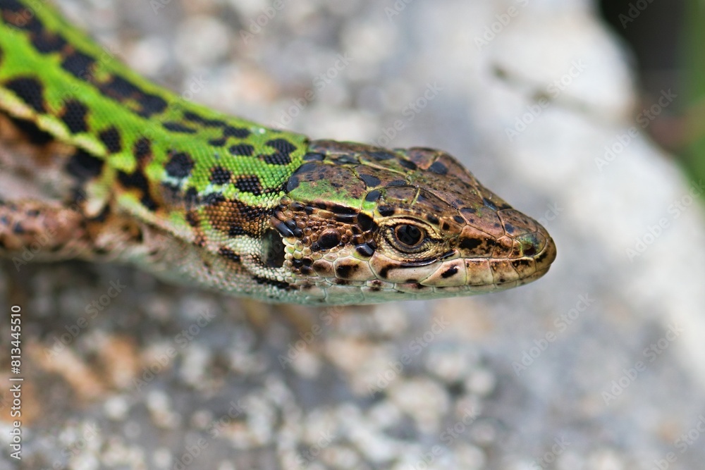 Naklejka premium Close up photo of the sand lizard (Lacerta agilis). Detail of head. 