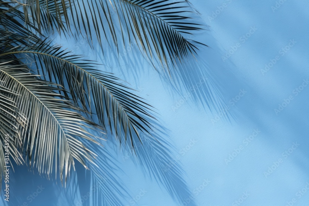 beautiful palm tree leaves on the blue wall with copy space for your text or template beautiful palm tree leaves on the blue wall with copy space for your text or template