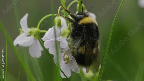 Fatiqued bumblebee is holding on to a cuckoo flower moving in the wind, macro closeup photo