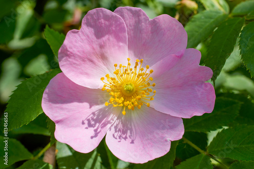 close up with (Rosa canina) known as wild rose.
