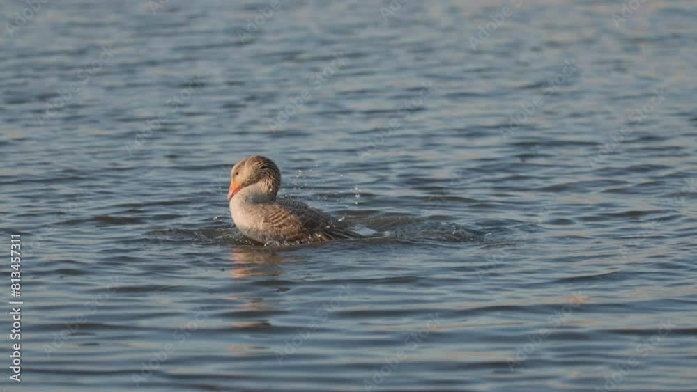 Domestic Gray Goose Swims in Lake, Slow Motion. Rural Landscape With Poultry In Pond Domestic Gray Goose Swims in Lake, Slow Motion. Rural Landscape With Poultry In Pond
