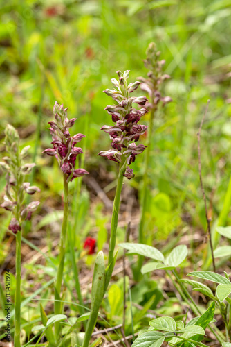 Flowering plant (Anacamptis coriophora subsp. fragrans) close-up in natural habitat photo