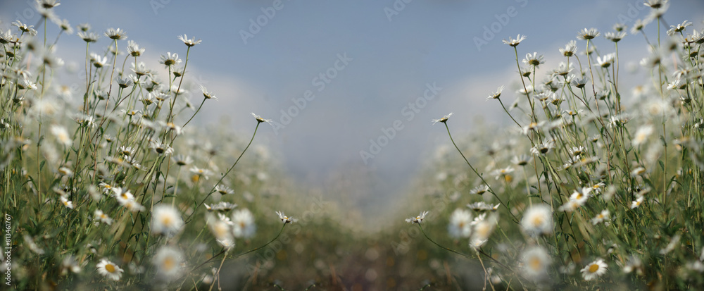 Daisy Chamomile background. Beautiful nature scene with blooming chamomilles in sun flare. Sunny day. Summer flowers.