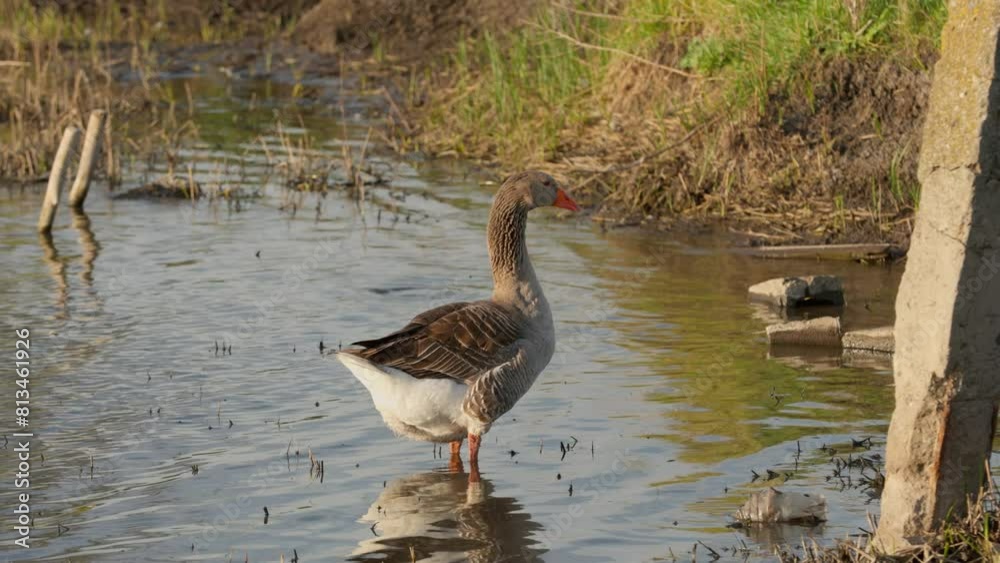 Farm Geese Drink Water in Pond. Rural Landscape With Poultry Farm Geese Drink Water in Pond. Rural Landscape With Poultry