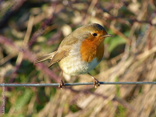 Rouge-gorge