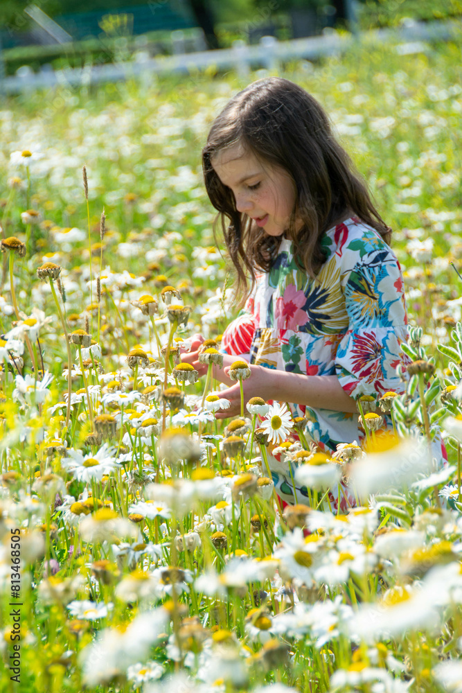 Happy little blonde girl sniffs a bunch of daisies in summer at sunset Happy little blonde girl sniffs a bunch of daisies in summer at sunset