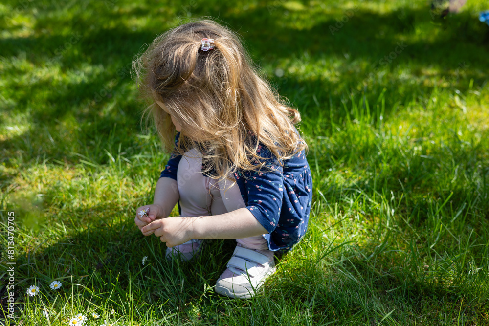 Obraz premium little girl pick daisies