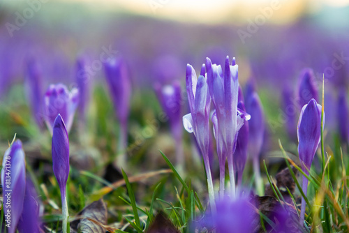 Blooming violet crocuses during the sunset. Field of purple crocuses. Spring flovers in the mountains