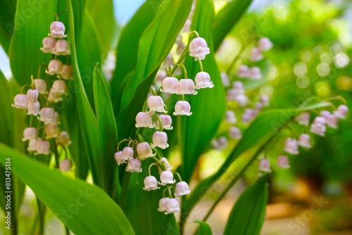 Plakat 満開のすずらんの花