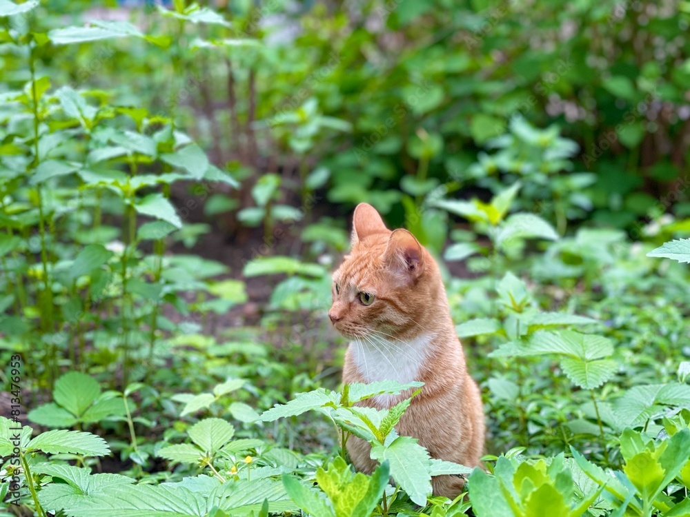 Red-haired cat is sitting in the green grass. Red-haired cat is sitting in the green grass.