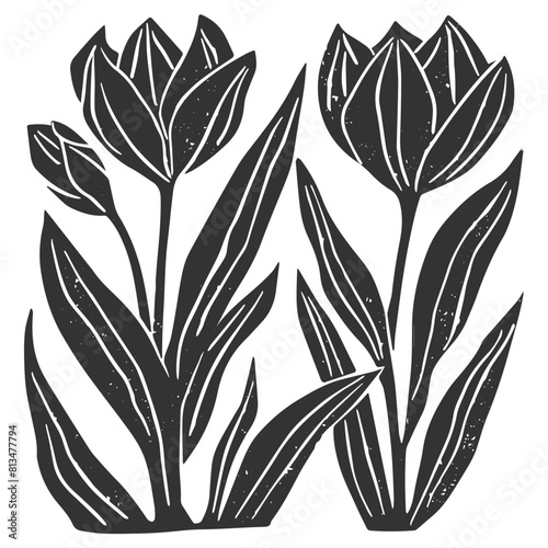 Tulip flowers linocut vector illustration with grunge texture. Monochrome linear woodcut illustration.