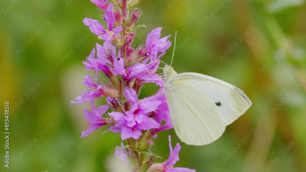 Small white cabbage butterfly perched on purple loosestrife flower in garden - macro shot. Small white cabbage butterfly perched on purple loosestrife flower in garden - macro shot.