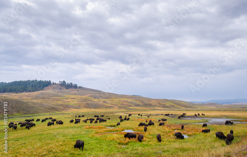 A Bison Herd at Lamar Valley in Yellowstone National Park