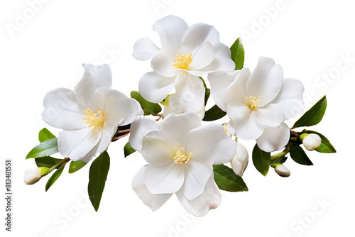 White Jasmine Flowers with Green Leaves Isolated