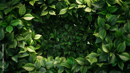 Set of Fresh Mint Leaves Cut Out in 8K Resolution: Realistic