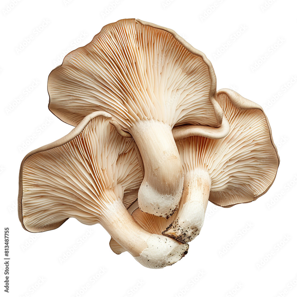 Oyster mushroom on white background,png Oyster mushroom on white background,png