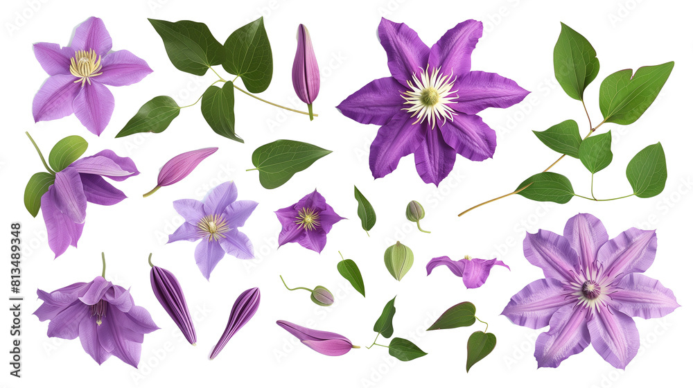 Set of clematis elements including clematis flowers, buds, petals, and leaves Set of clematis elements including clematis flowers, buds, petals, and leaves