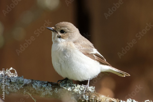 Obraz na plátně European pied flycatcher (Ficedula hypoleuca)