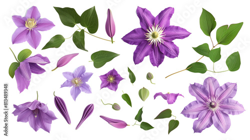 Set of clematis elements including clematis flowers  buds  petals  and leaves