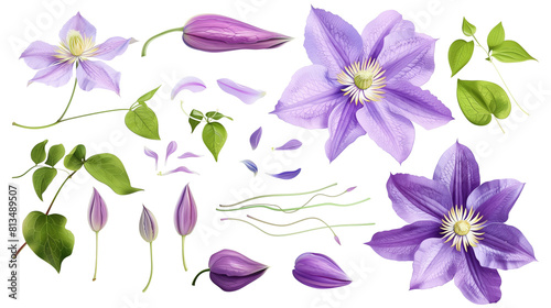 Set of clematis elements including clematis flowers  buds  petals  and leaves