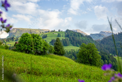 Green plants and trees near Hinterrugg under sky photo