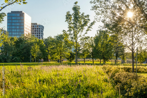 Green plants and trees in park near modern office buildings photo