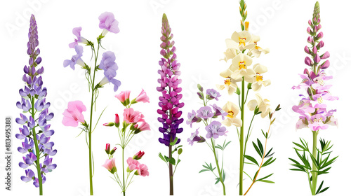 Set of cottage garden classics including snapdragons, lupins, and cosmos photo