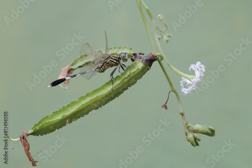 A green marsh hawk eating winged bean flower. This insect has the scientific name Orthetrum sabina. photo