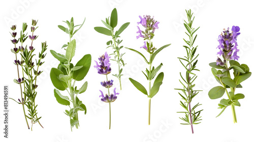 Set of aromatic Mediterranean herbs in bloom including lavender, thyme, and rosemary photo