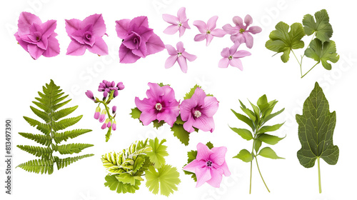 Set of shade garden blooms including ferns, hostas, and hellebores, isolated on transparent background photo