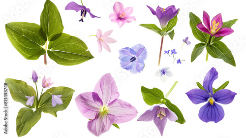 Set of forest floor blooms including trillium, bluebell, and violet, isolated on transparent background