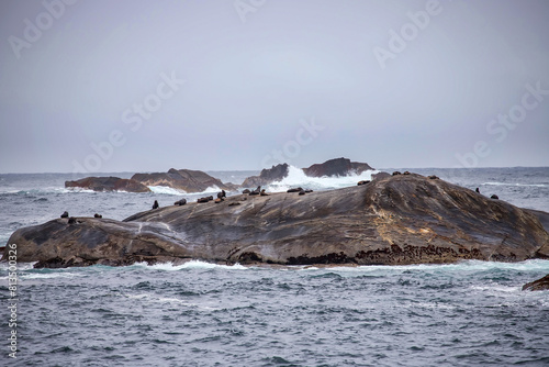Group of seals on colorful stone rocks, seascape in a fjord in cloudy weather, Doutful Sound Fiord, New Zealand © Elena Pochesneva