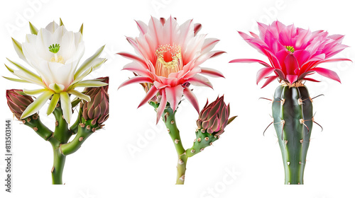 Set of night blooming cacti flowers including Queen of the Night, San Pedro, and Moon Cactus, isolated on transparent background