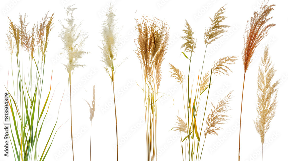 Set of ornamental grass flowers including pampas, fountain grass, and feather reed grass, isolated on transparent background Set of ornamental grass flowers including pampas, fountain grass, and feather reed grass, isolated on transparent background