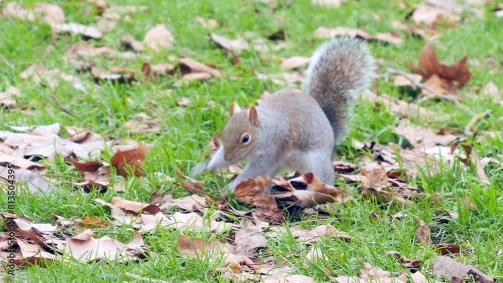 Eastern Gray Squirrel burying its nut on lawn in park. Close up, handheld Eastern Gray Squirrel burying its nut on lawn in park. Close up, handheld