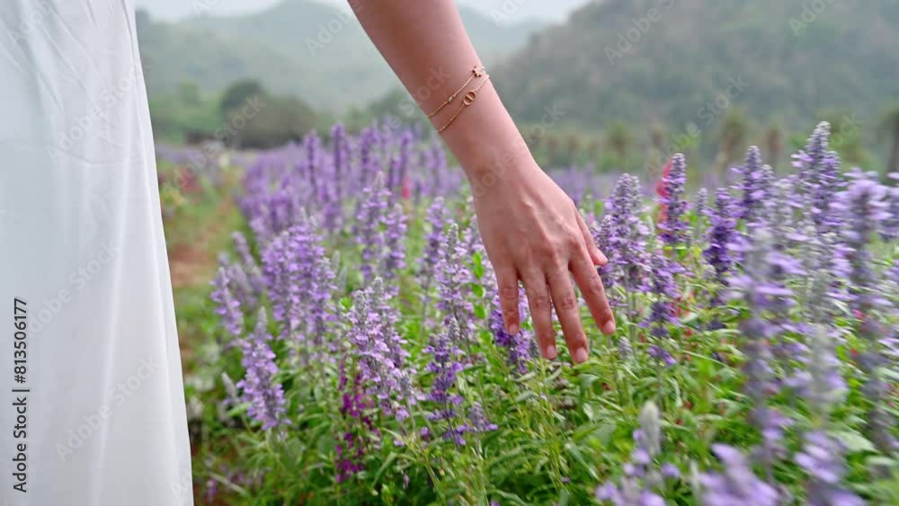 woman hand floats on a purple flowering lavender bush in the summer.4k