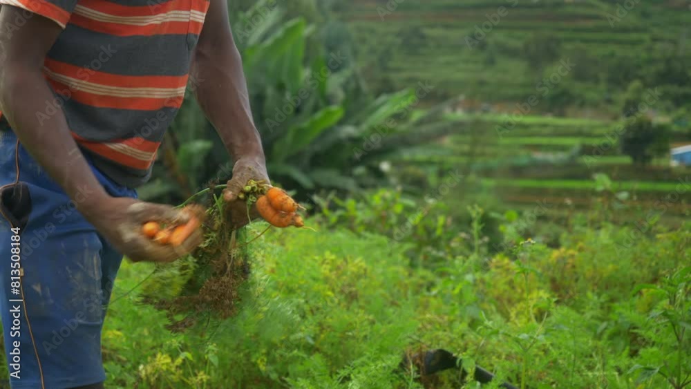 Freshly harvested carrots in the farm, Closeup, India Freshly harvested carrots in the farm, Closeup, India