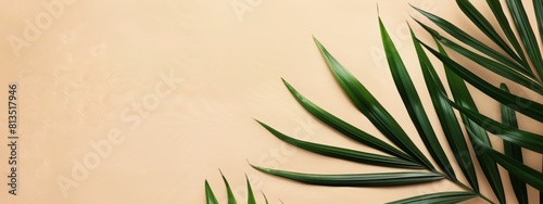 Palm leaves on a beige background with copy space for text. A minimal summer concept. A flat lay, top view in the style of a minimal style. Web banner with empty space