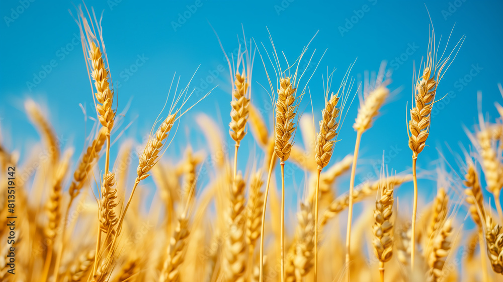 Golden wheat field with blue sky in background Golden wheat field with blue sky in background