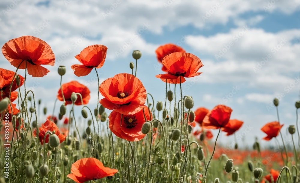 Obraz premium Field of red poppies against cloudy sky