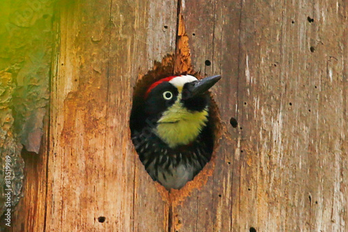 Tableau sur toile Acorn Woodpecker in nest hole, taken in Honduras.