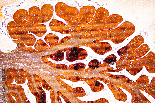 Histological Brain of mouse, Cerebellum, Sympathetic ganglion And Peripheral nerve of cat under the microscope for education. photo