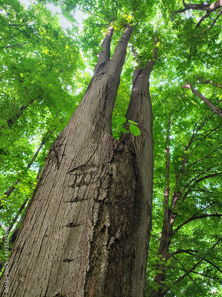 Fototapeta premium Forked linden tree with vertically cracked bark