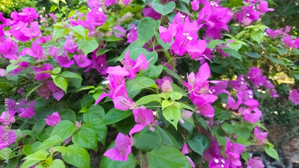 Close up of bougainvillea flower blooming in the garden at Mekong Delta Vietnam. Close up of bougainvillea flower blooming in the garden at Mekong Delta Vietnam.