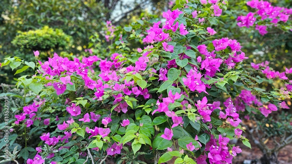 Close up of bougainvillea flower blooming in the garden at Mekong Delta Vietnam. Close up of bougainvillea flower blooming in the garden at Mekong Delta Vietnam.