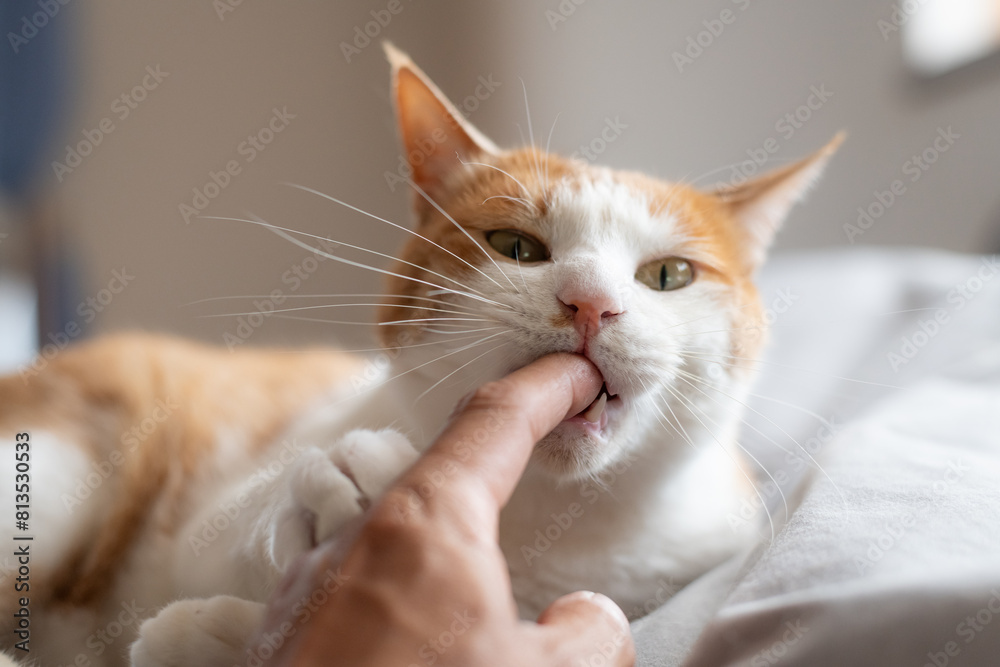 飼い主の指を噛む猫　茶トラ白