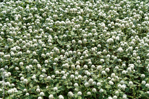 White Globe Amaranth