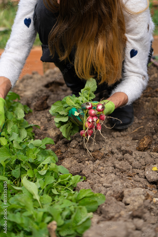 Naklejka premium Woman harvesting radishes in a garden